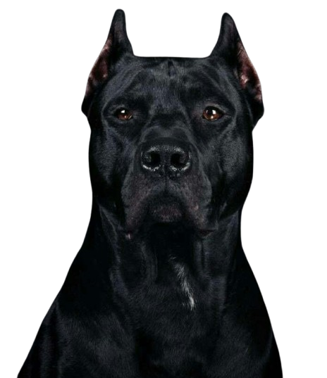 Cane Corso